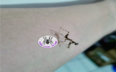 BABY MANTIS LOBATA/ BELALANG SEMBAH LOBATA